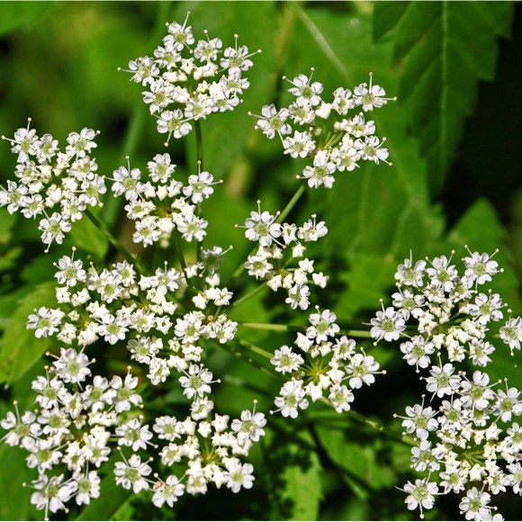 tiny white flowers