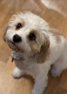 white dog sitting on floor