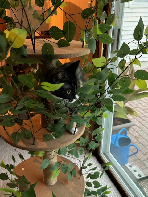 cat on a platform surrounded by leaves